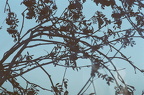 Millet Trees